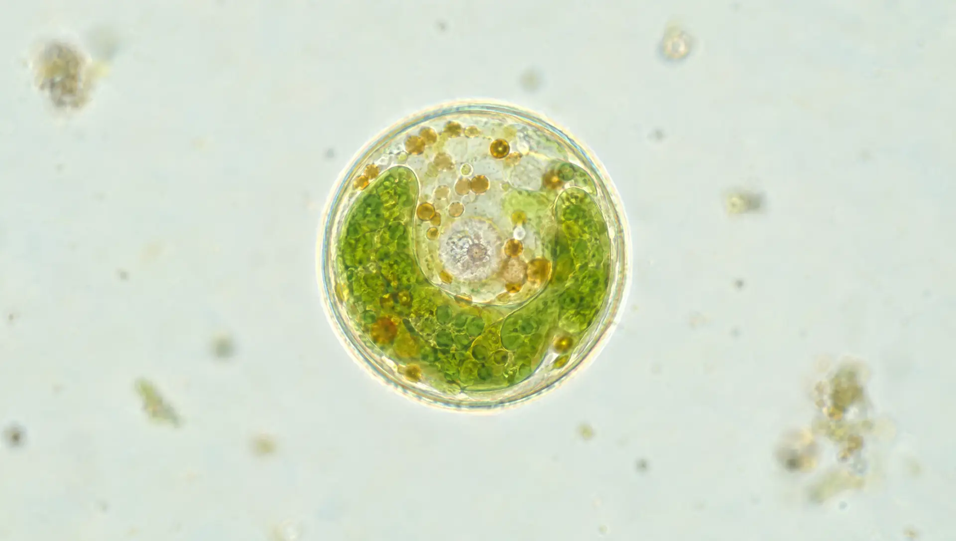 A single round green cell, its chloroplast curled around a pale centre.