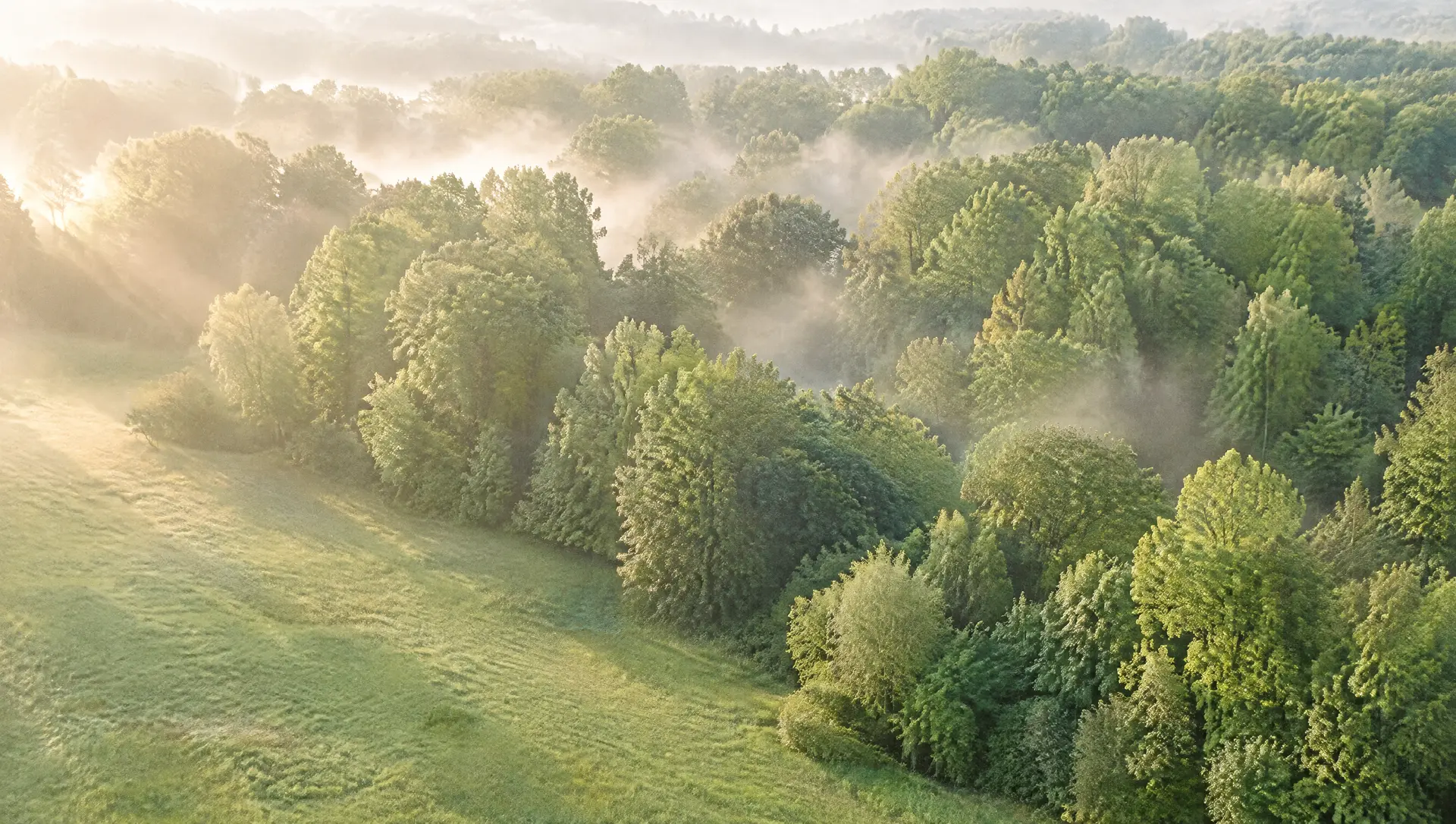 A forest edge from above, mist rising between the trees.